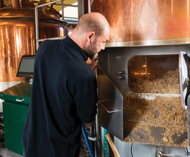 Use Spent Grain for Chicken and Cattle Feed Grit